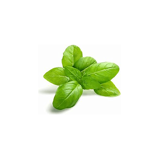 Basil